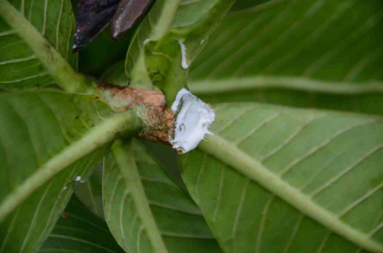 Himatanthus obovatus other