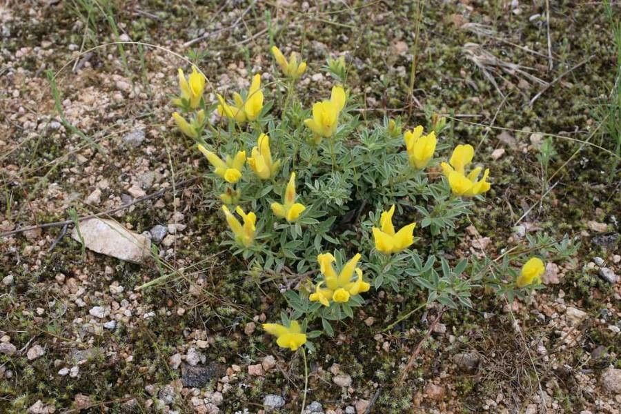 Cytisus jankae — houseplant care guide