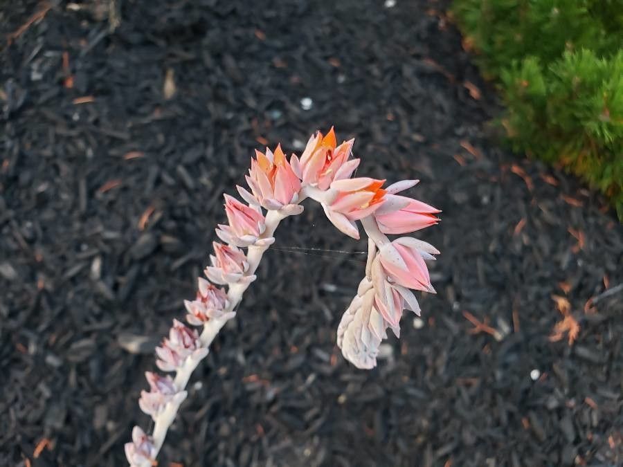 Echeveria cante flower