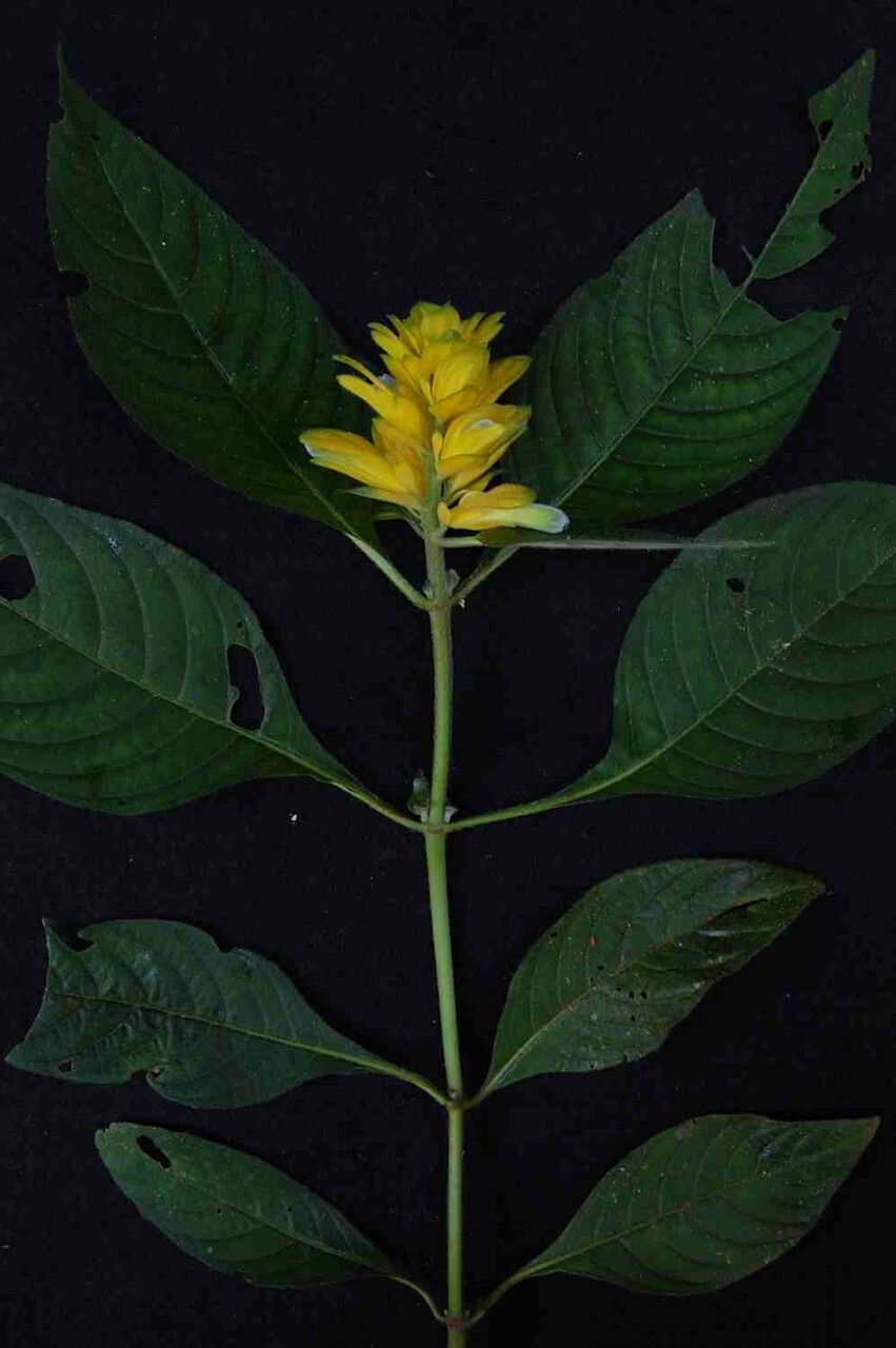Staurogyne anigozanthus flower