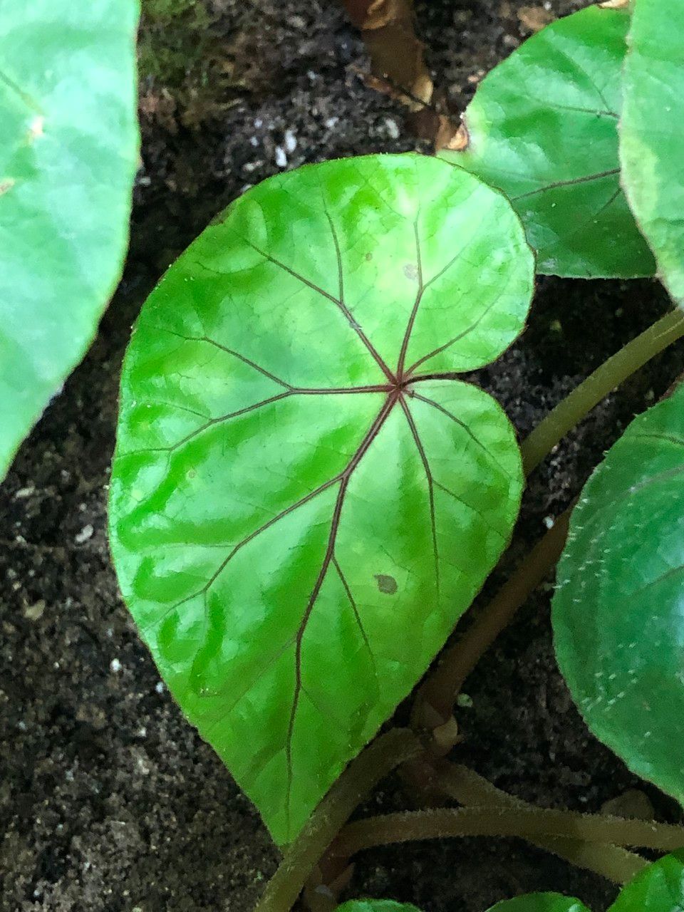 Begonia handelii — search result for 'Begonia'