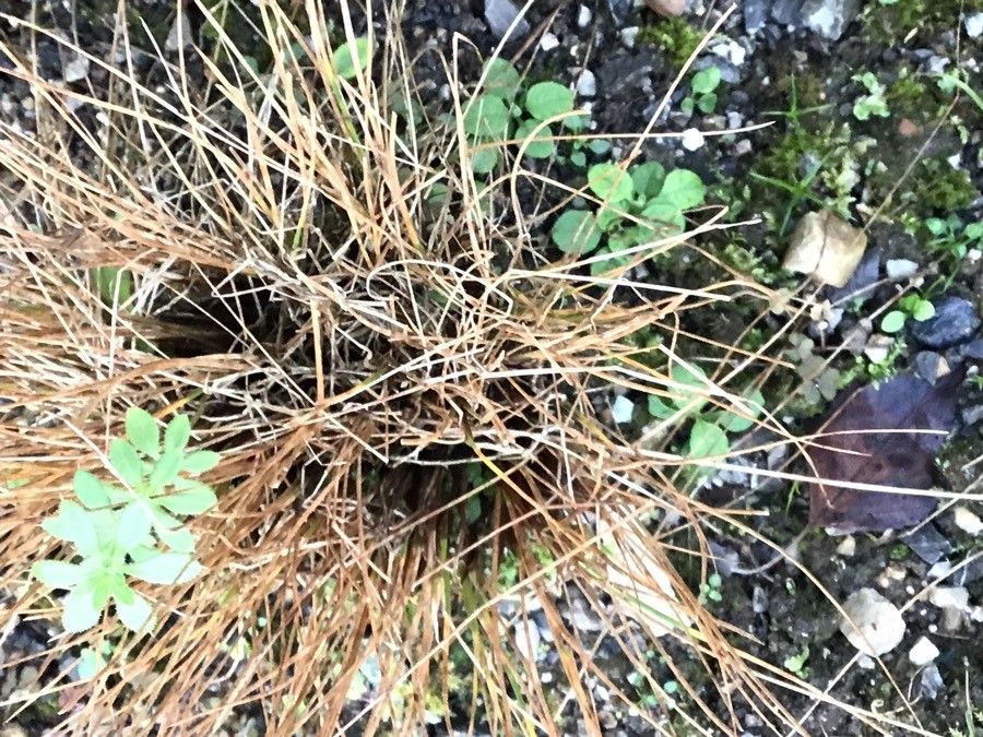 Kobresia myosuroides — houseplant care guide