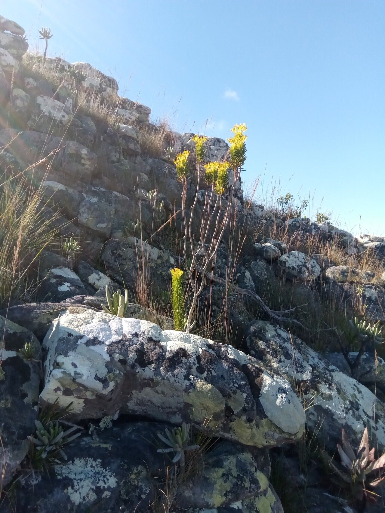 Senecio hildebrandtii habit
