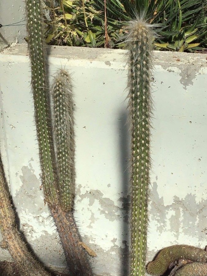 Oreocereus fossulatus leaf