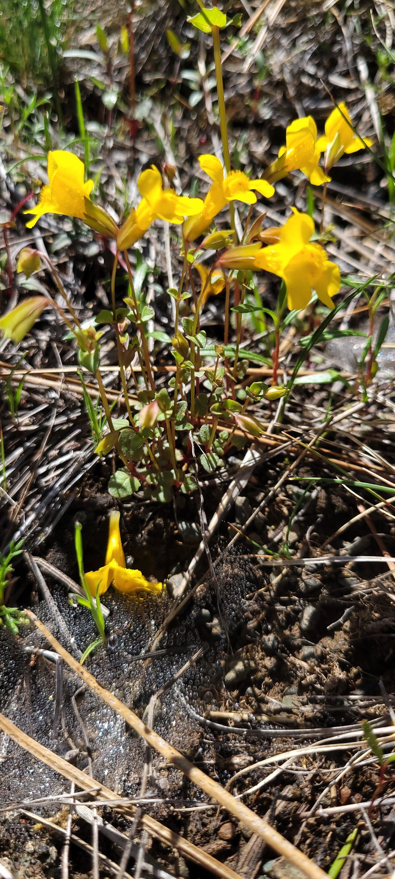 Erythranthe tilingii flower