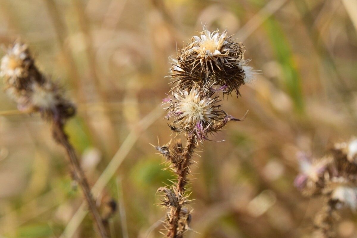 Carduus crispus fruit