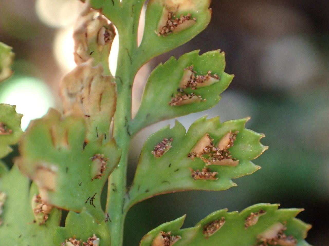 Asplenium obovatum fruit