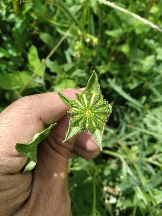 Anoda acerifolia fruit