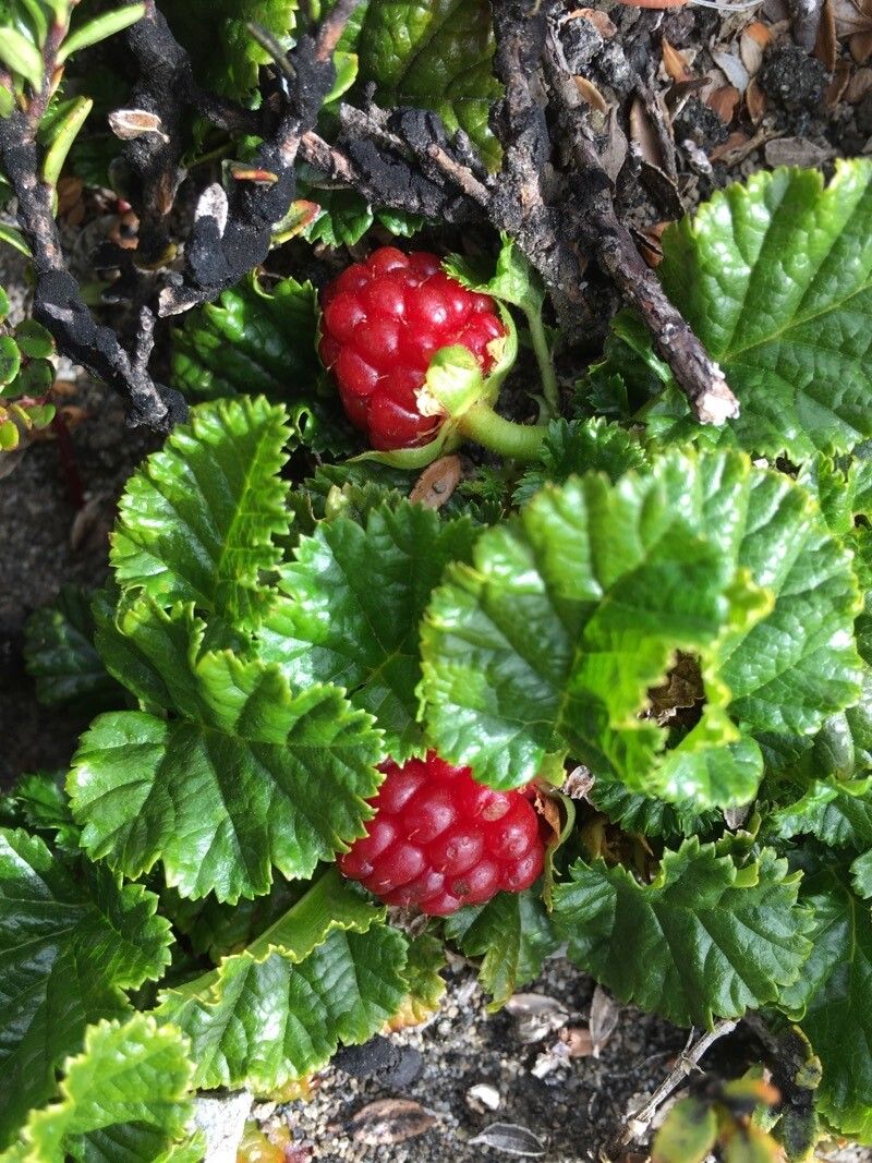 Rubus radicans fruit