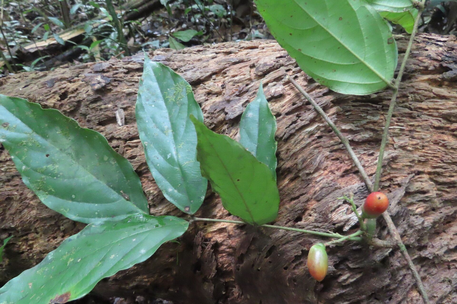 Picramnia latifolia — houseplant care guide