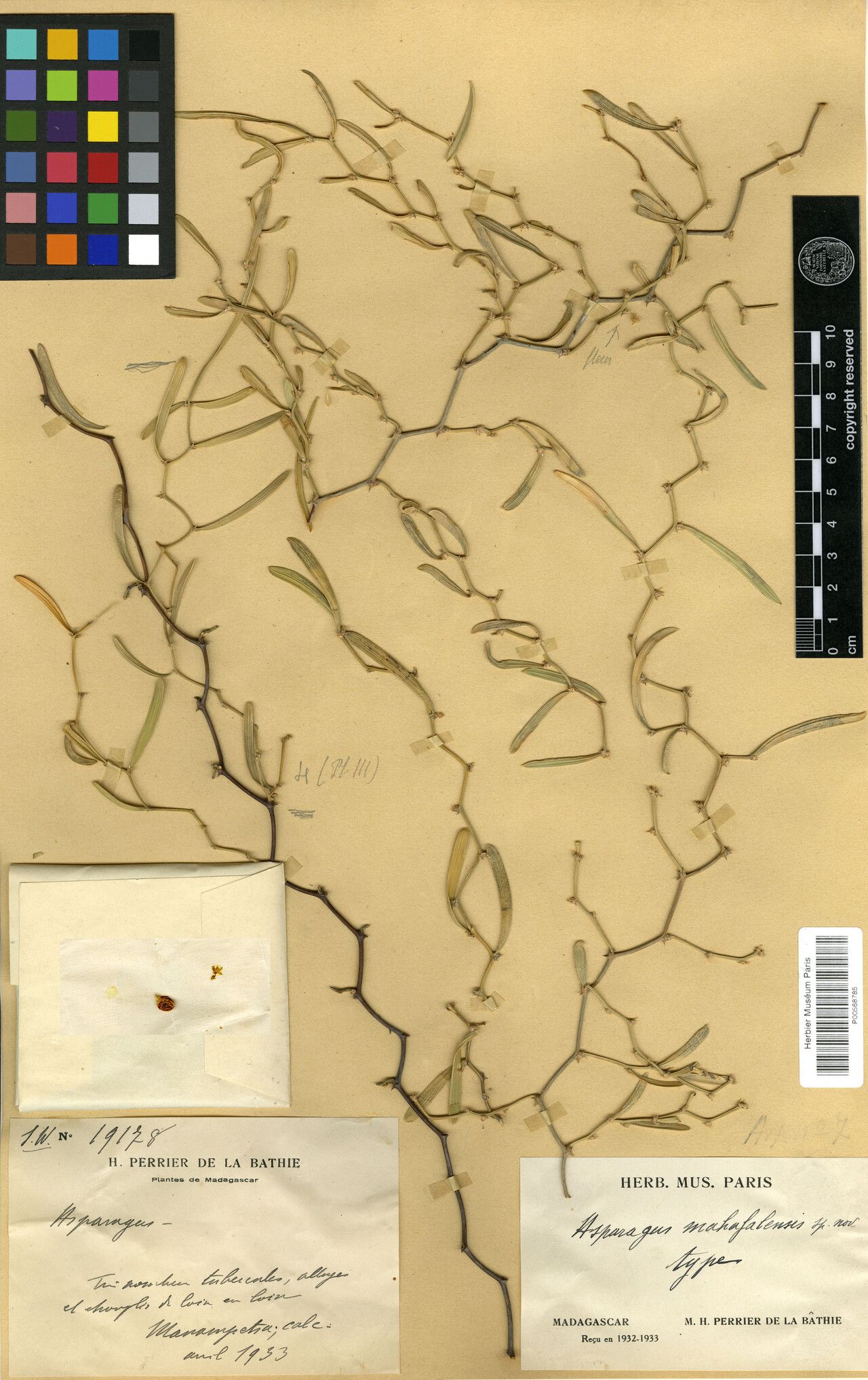 Asparagus calcicola other