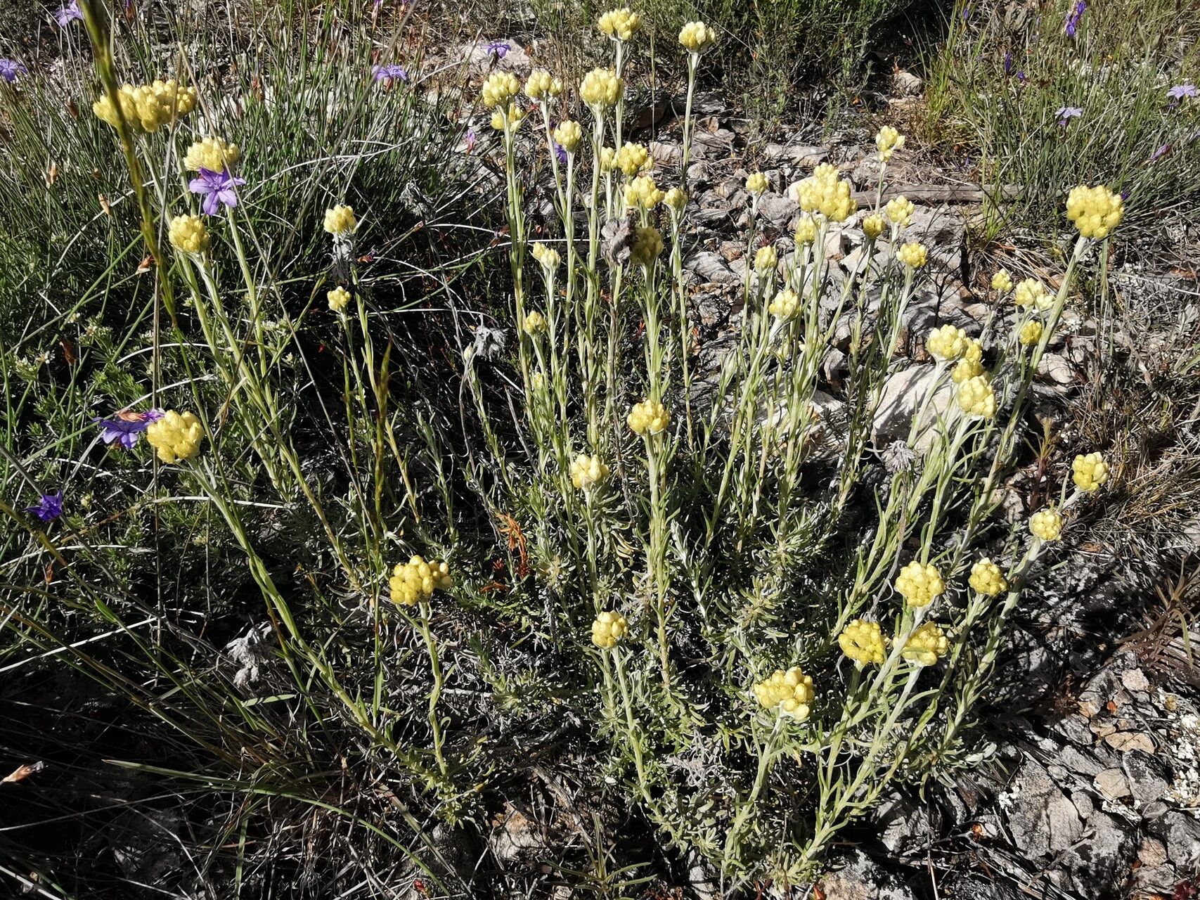 Helichrysum saxatile habit