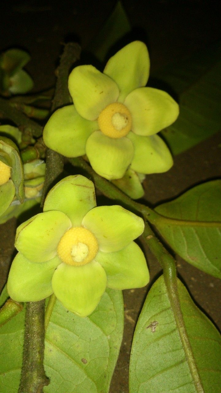 Guatteria aeruginosa flower