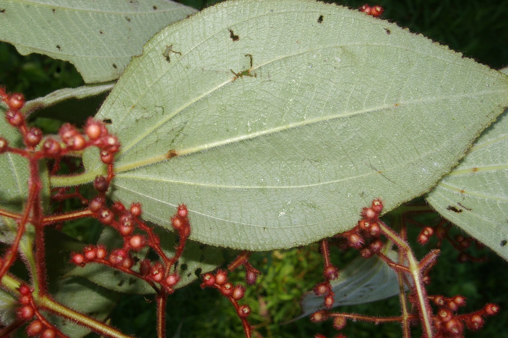 Leandra mexicana flower