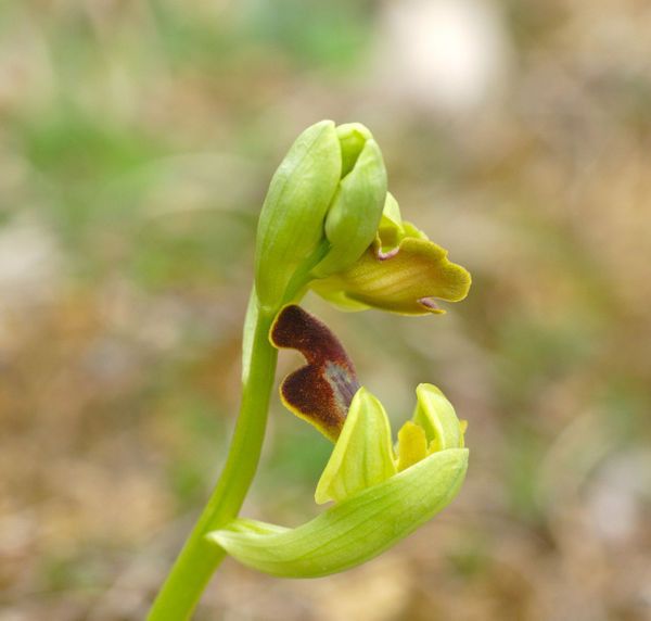 Ophrys delforgei flower
