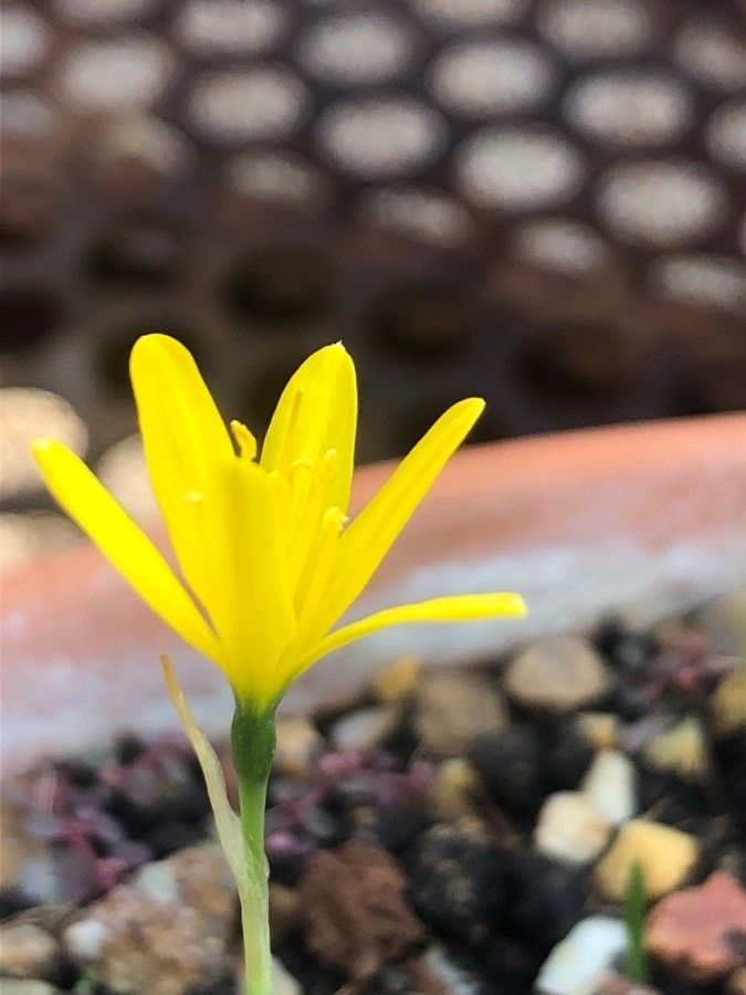 Narcissus cavanillesii flower