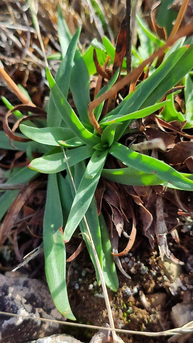Armeria leucocephala leaf