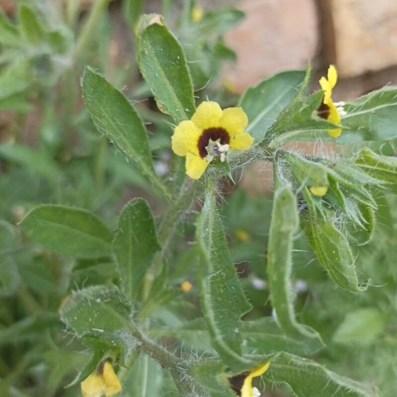 Hyoscyamus pusillus flower