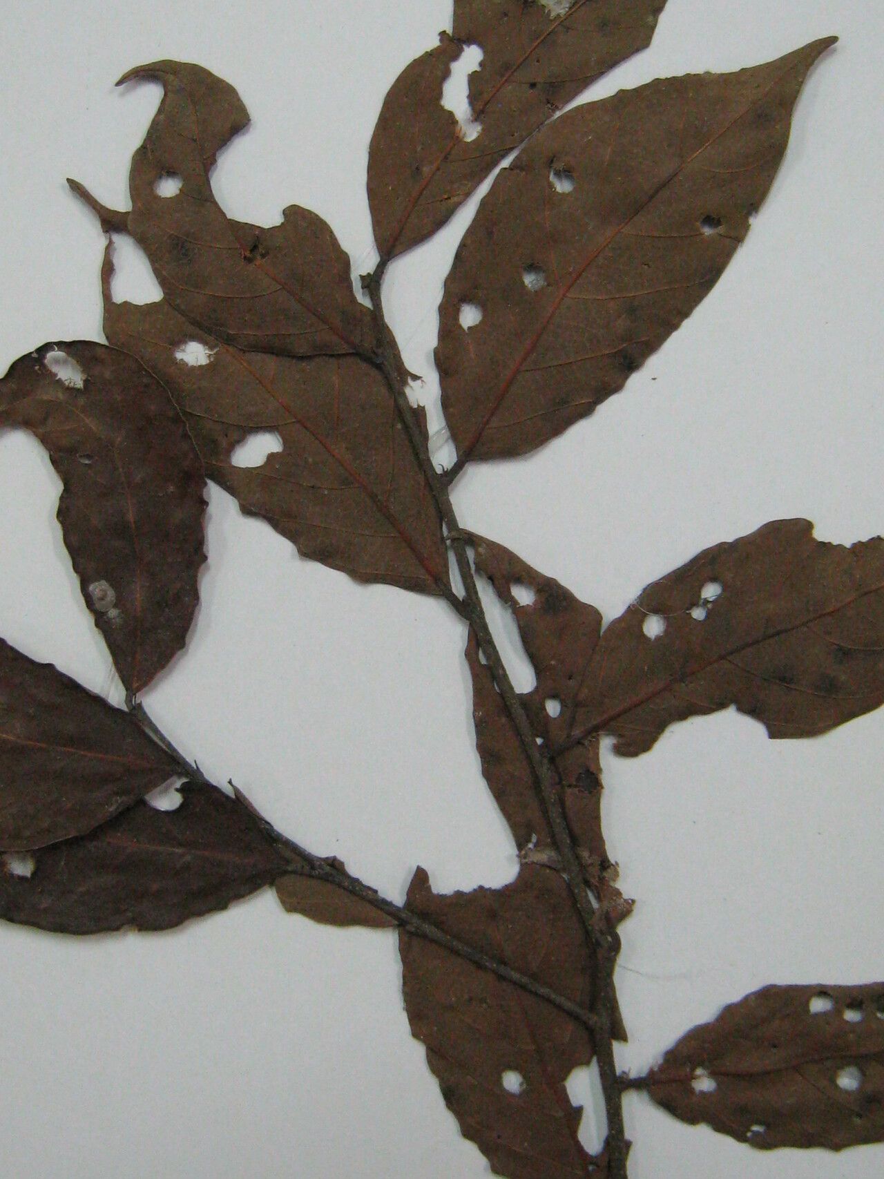 Licania kunthiana other