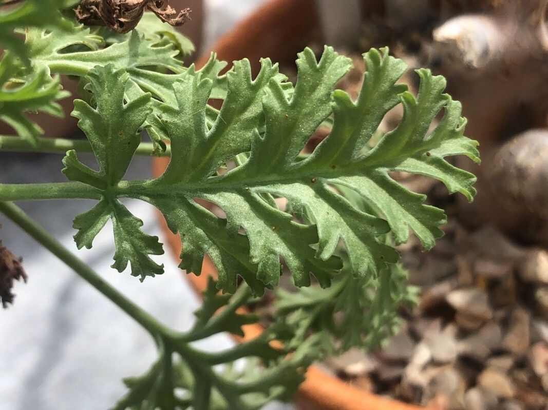 Pelargonium laxum — houseplant care guide