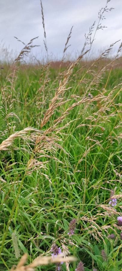 Calamagrostis purpurea fruit