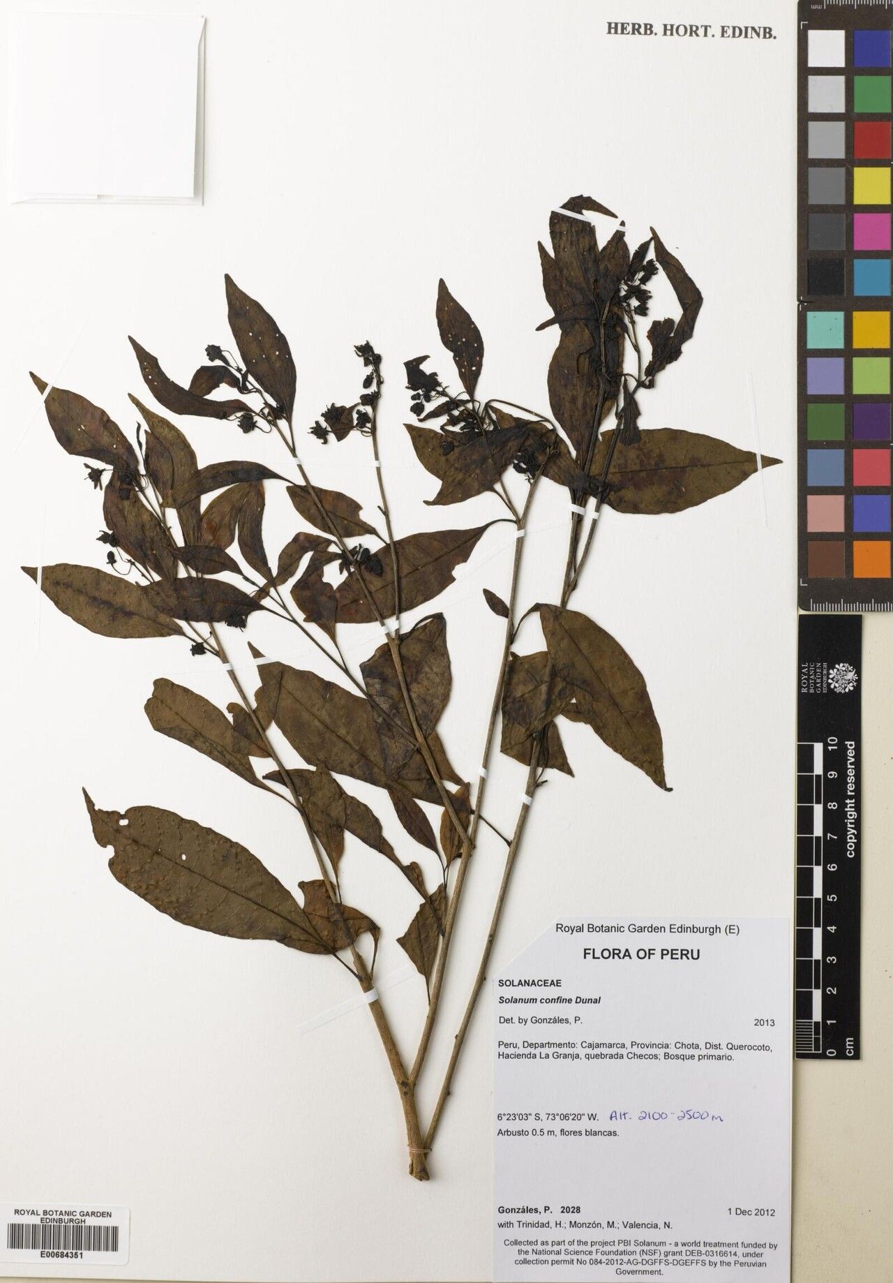 Solanum confine — houseplant care guide