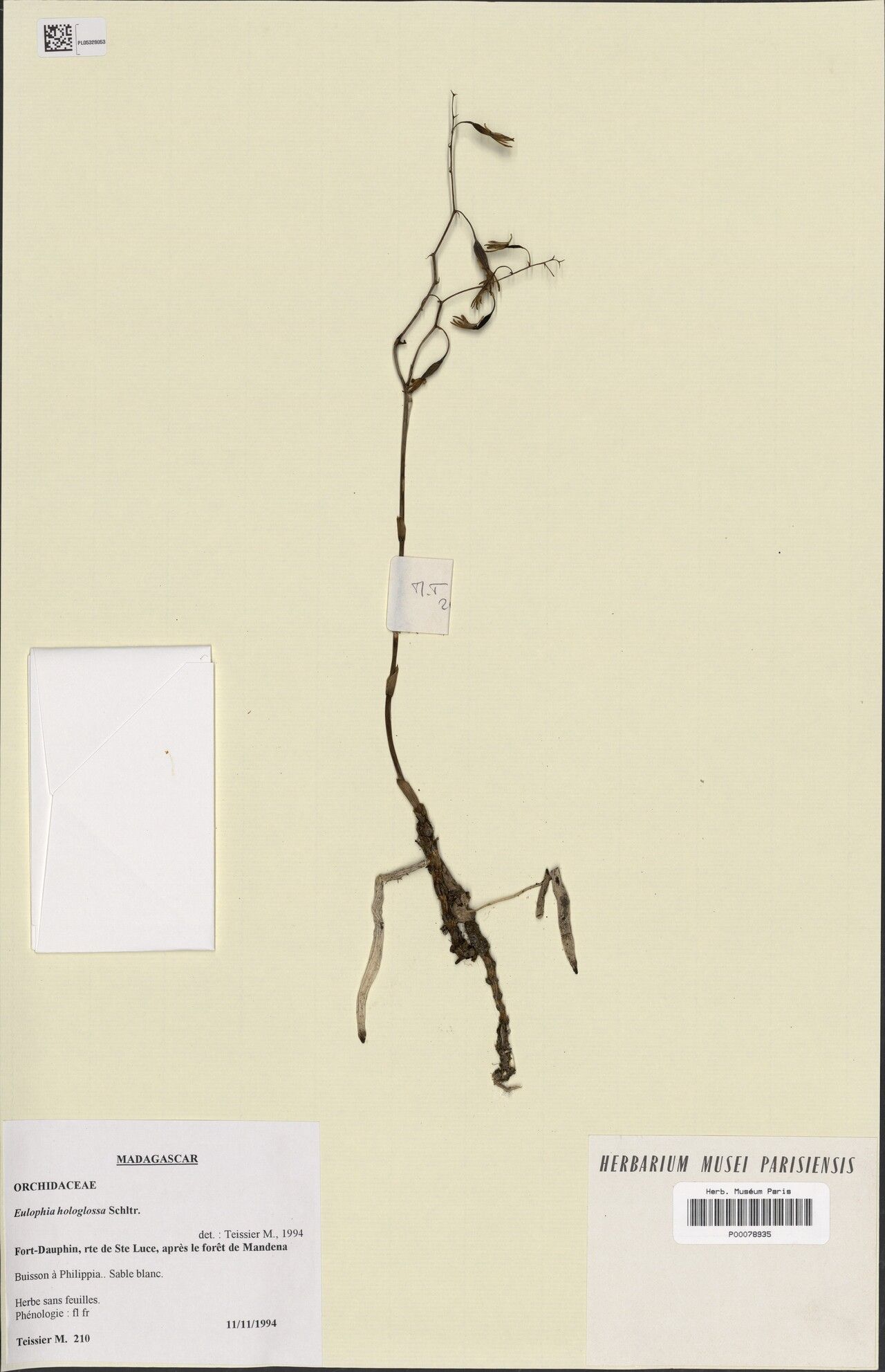 Eulophia hologlossa — houseplant care guide