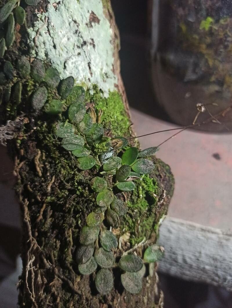 Specklinia microphylla — search result for 'Specklinia'