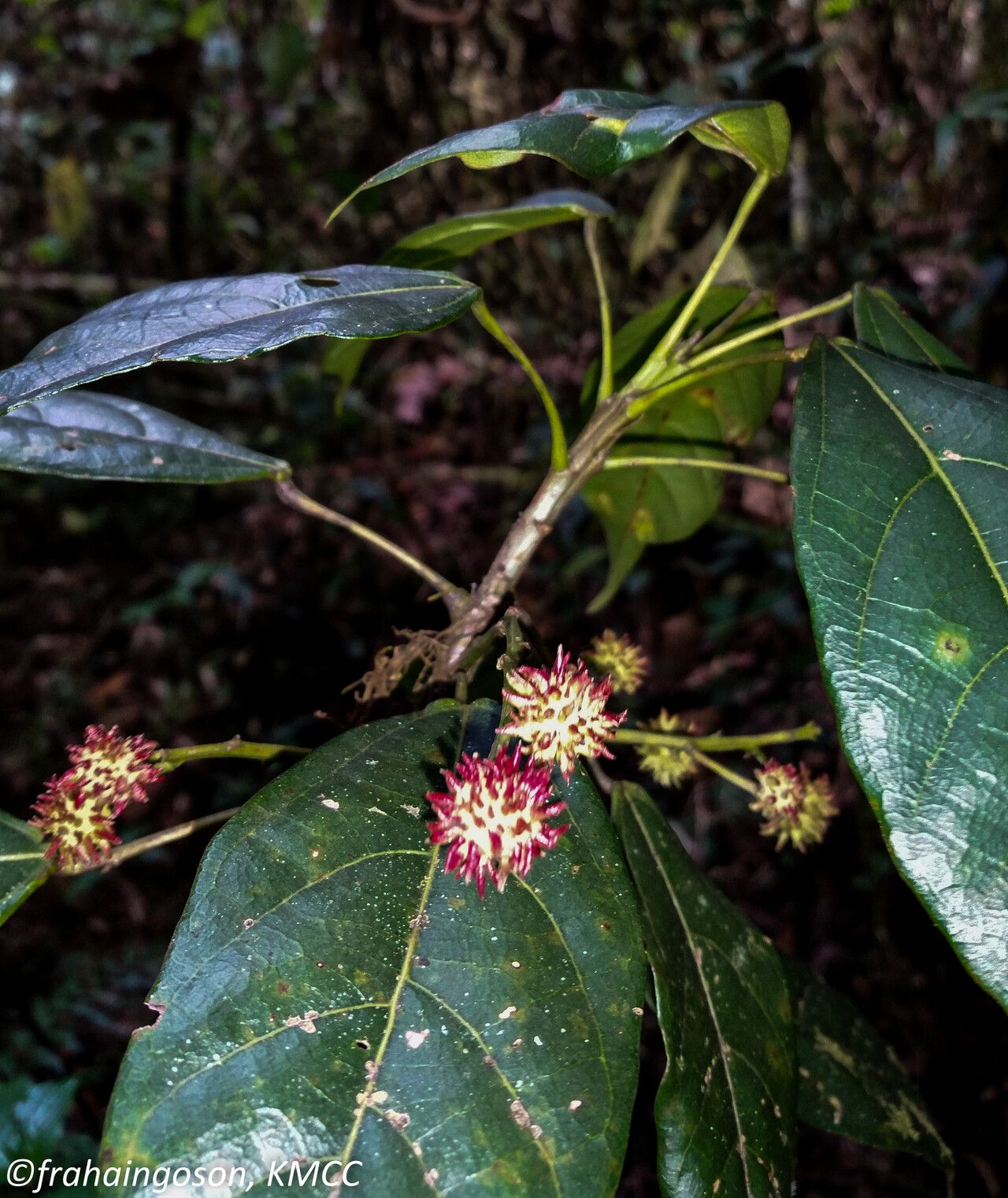 Macaranga alnifolia fruit