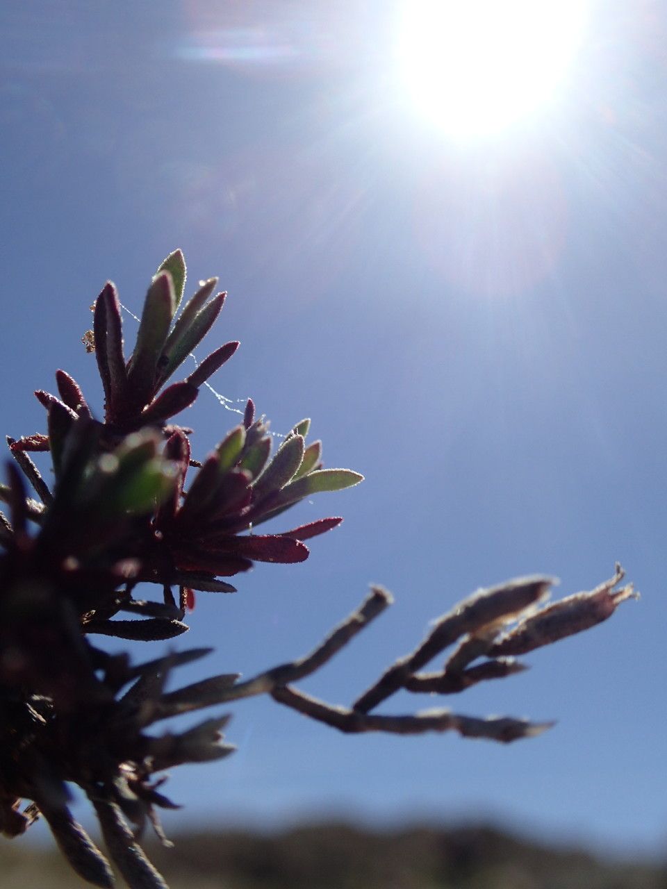 Limonium bonifaciense leaf
