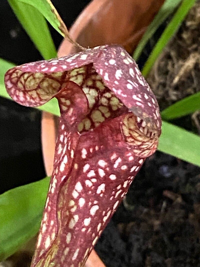 Sarracenia psittacina flower