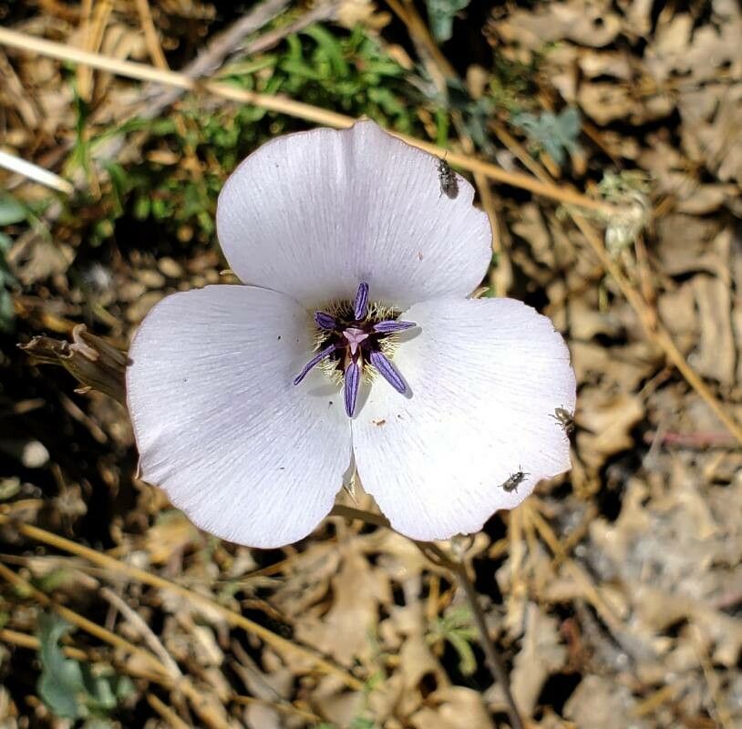 Calochortus invenustus — search result for 'Calochortus'