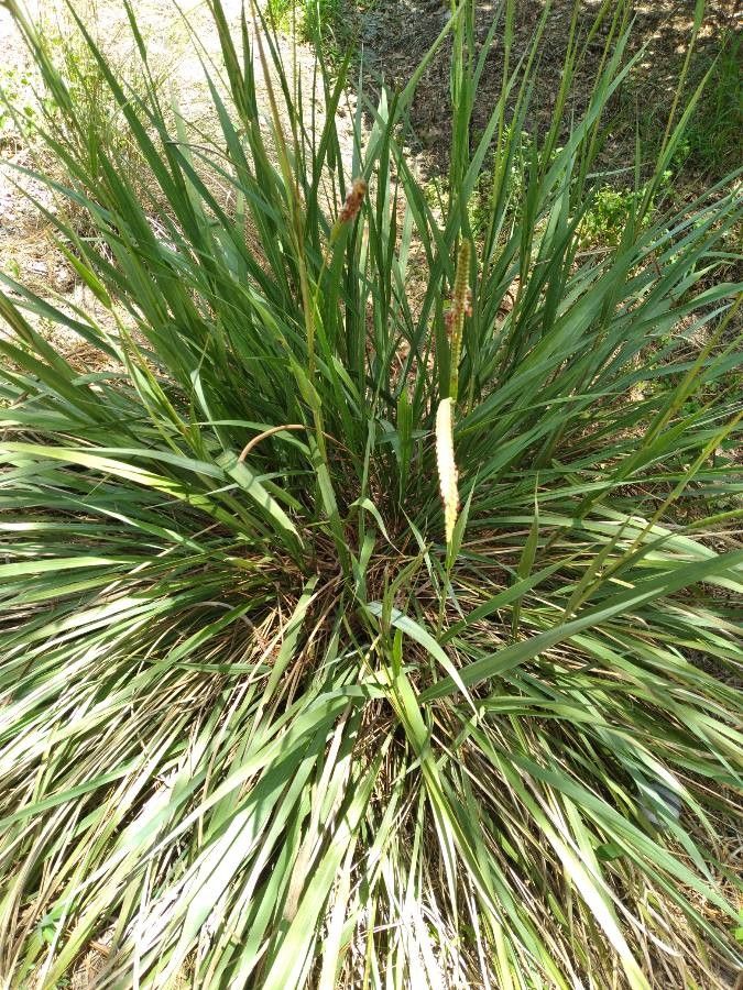 Tripsacum dactyloides — flood tolerant houseplant