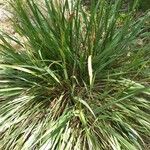 Tripsacum dactyloides