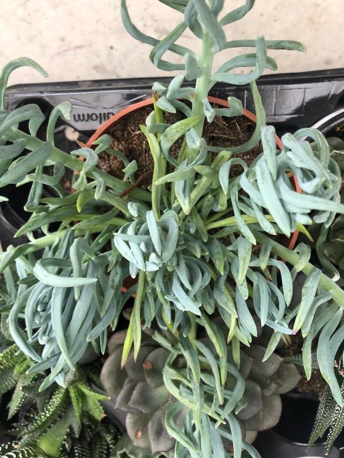 Senecio mandraliscae — search result for 'Curio'