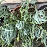 Senecio mandraliscae