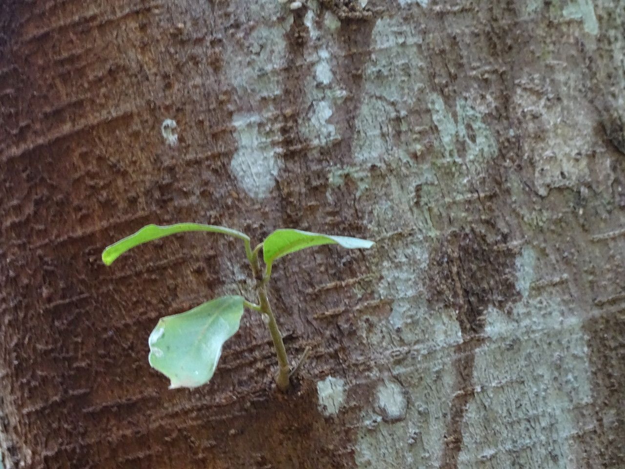 Ficus thonningii — search result for 'Ficus'