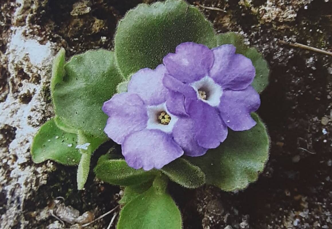 Primula recubariensis — houseplant care guide