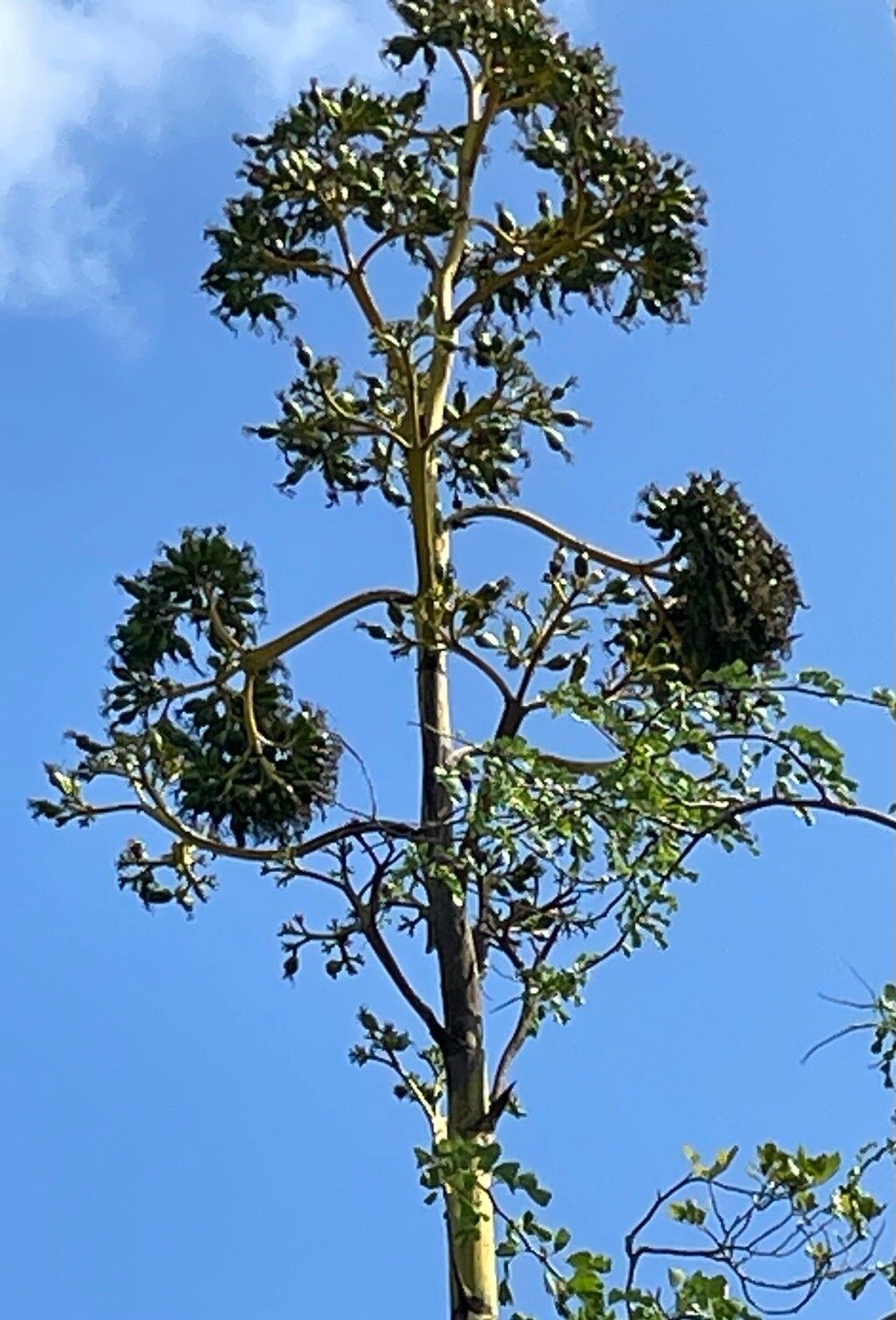 Agave caymanensis fruit