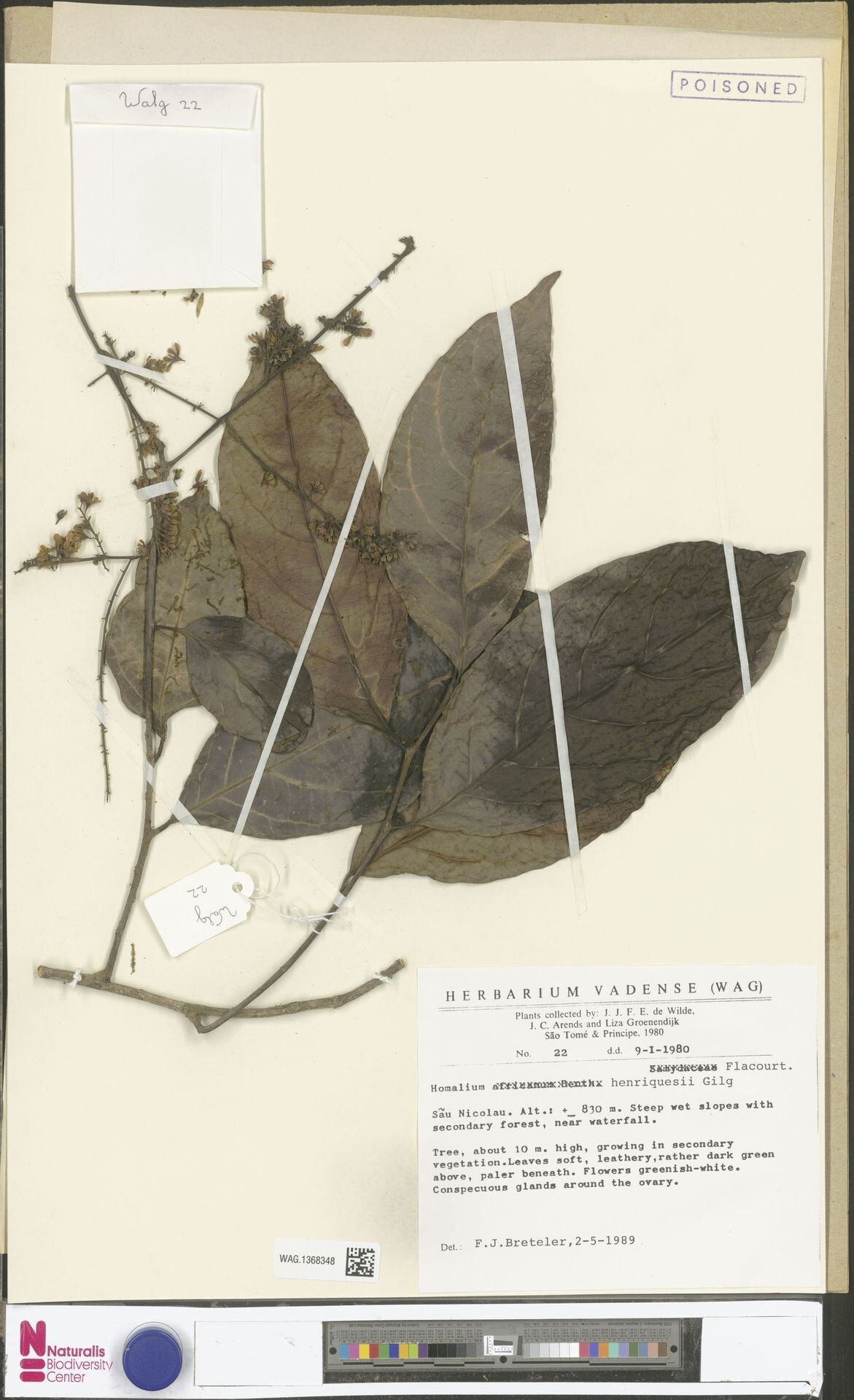 Homalium henriquesii other