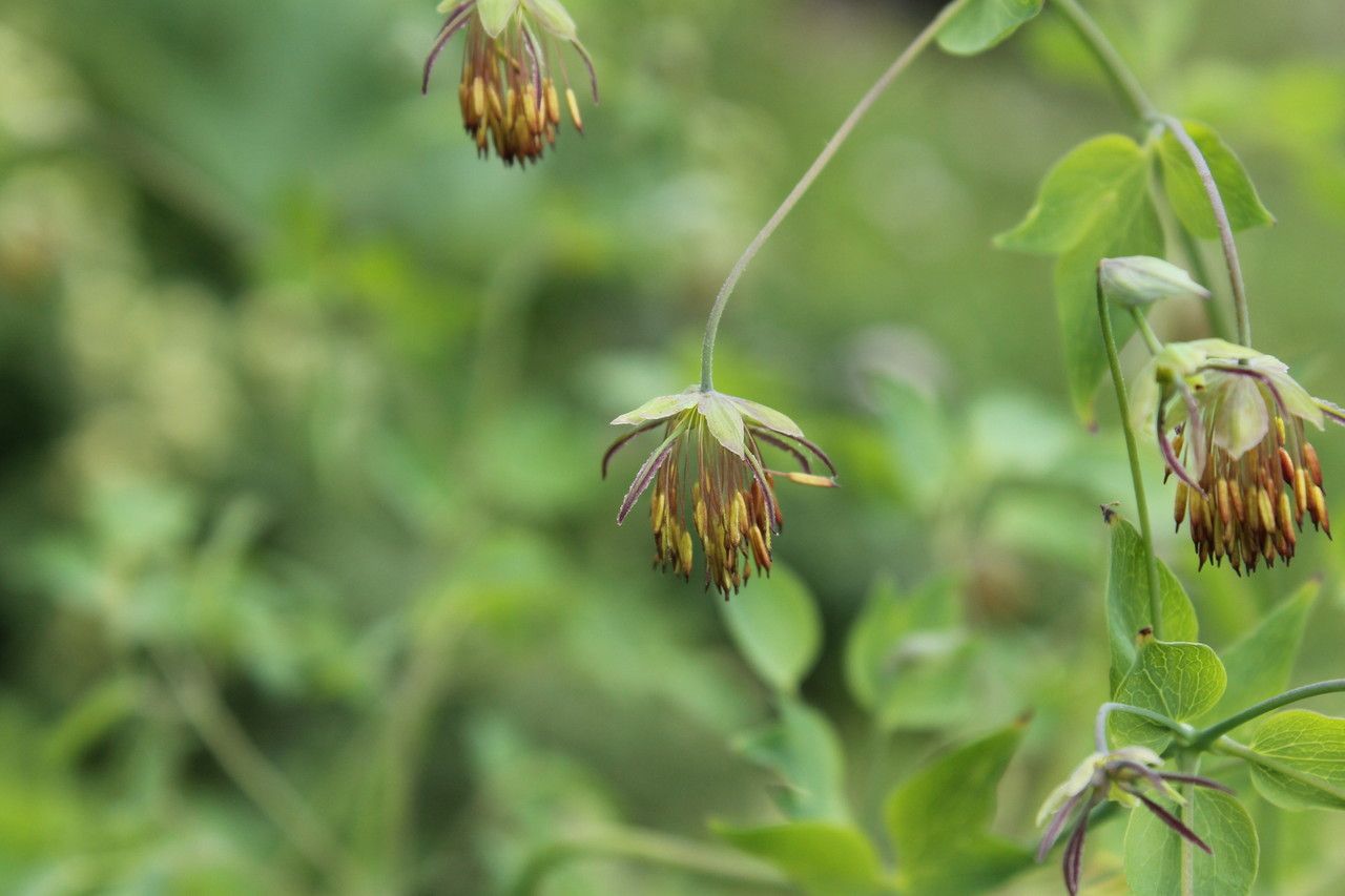 Thalictrum macrocarpum flower