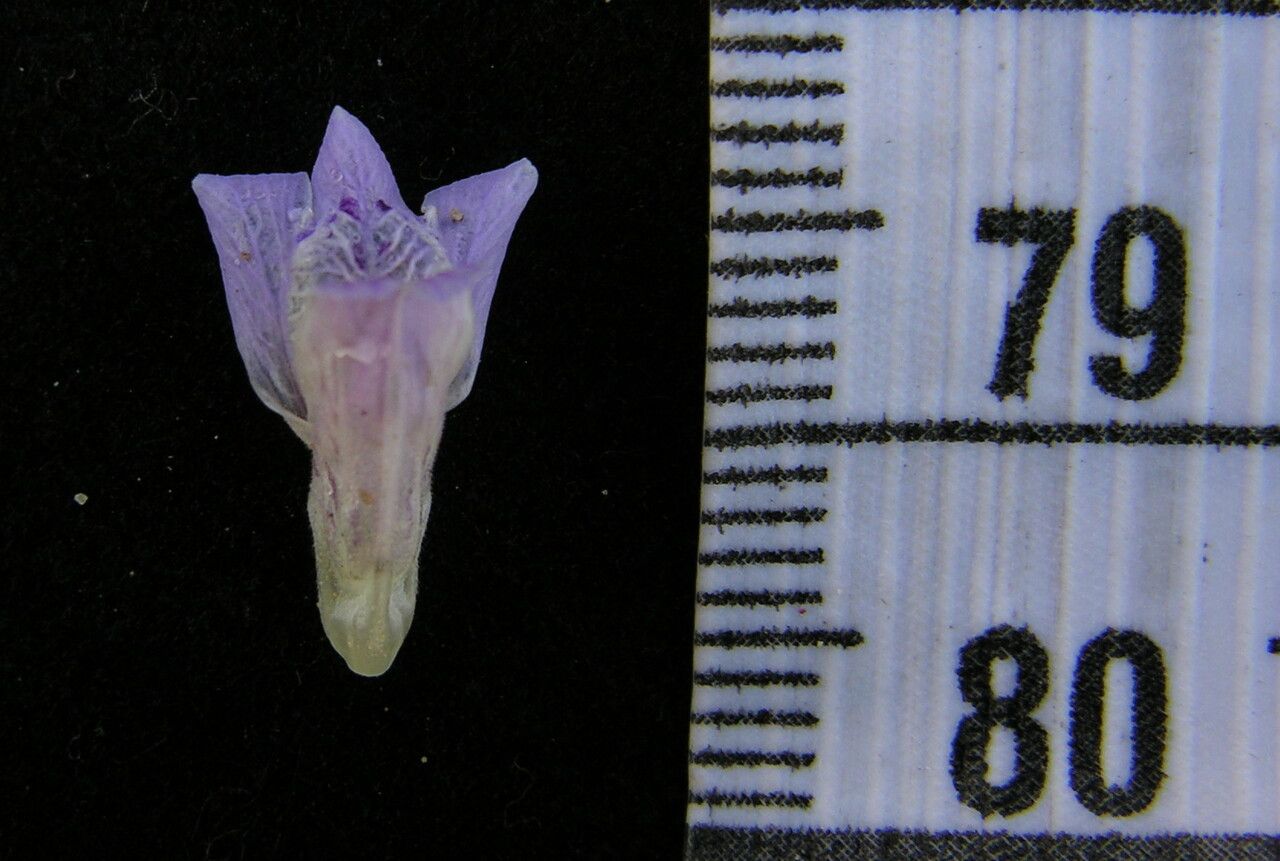 Justicia laevilinguis — search result for 'Justicia'