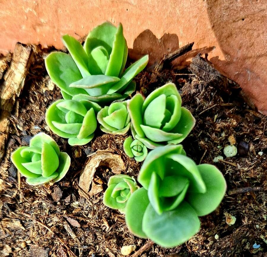 Sedum glaucophyllum — houseplant care guide