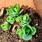 Sedum glaucophyllum