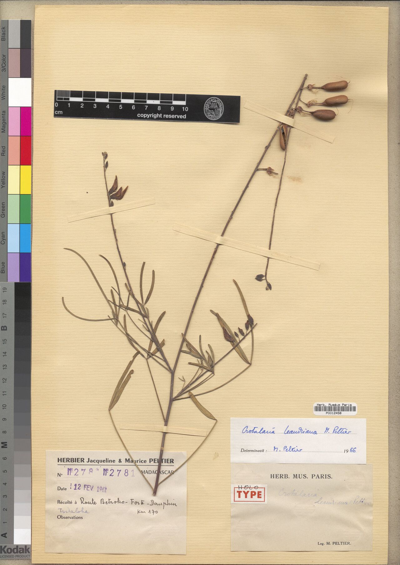 Crotalaria leandriana — houseplant care guide