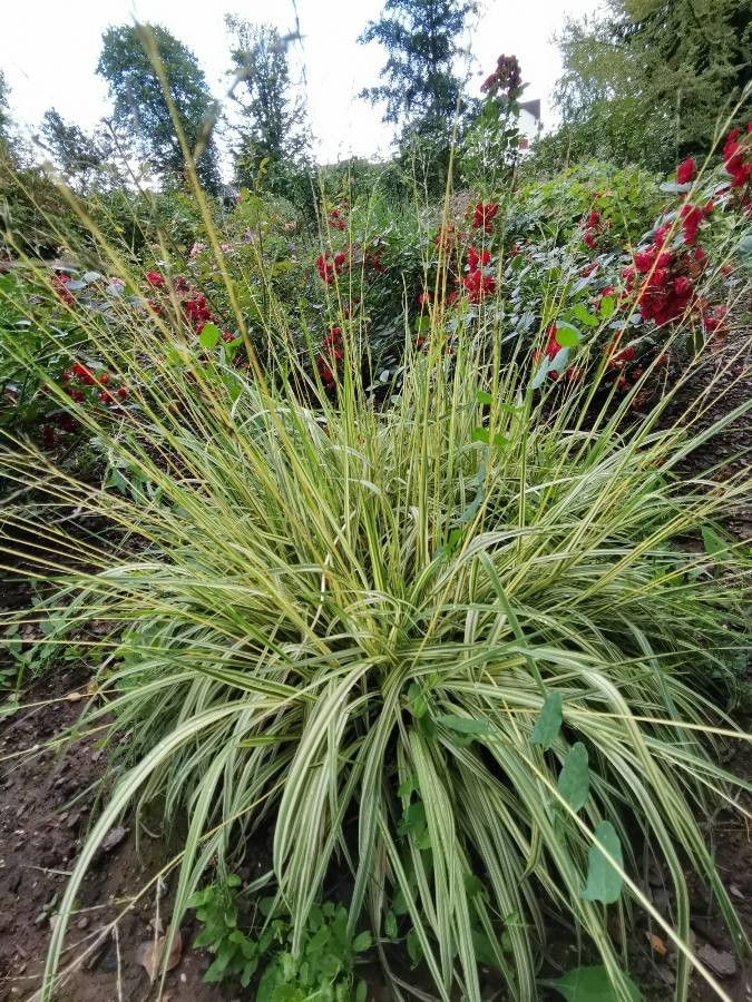 Carex hachijoensis habit