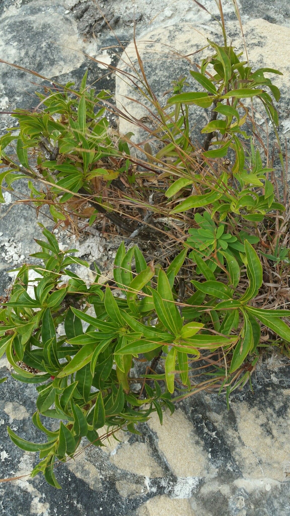 Paracarphalea angulata habit