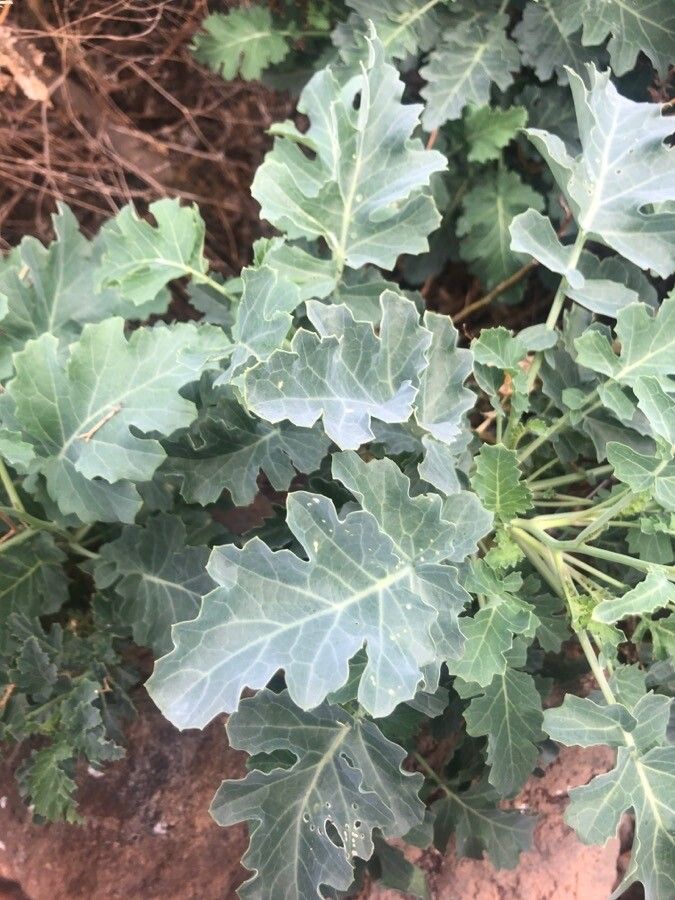 Crambe sventenii — search result for 'Crambe'