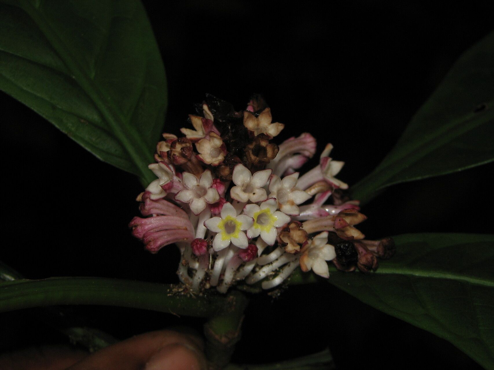 Chassalia bipindensis — houseplant care guide