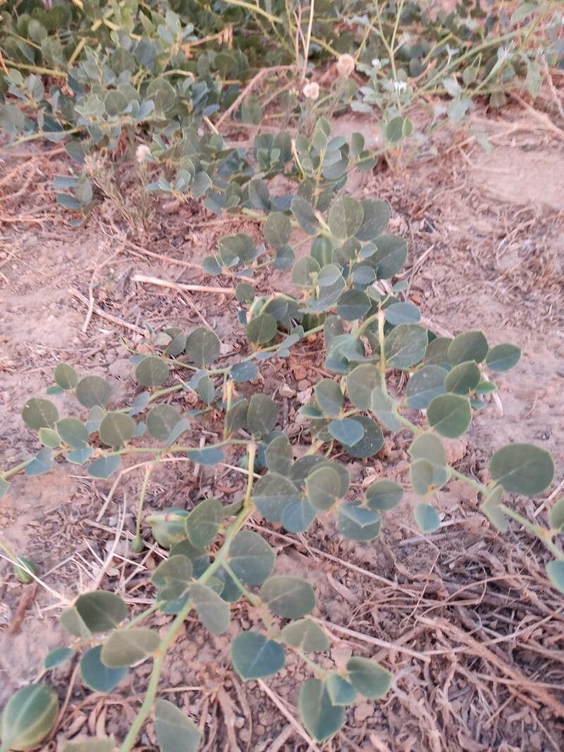 Capparis sicula leaf